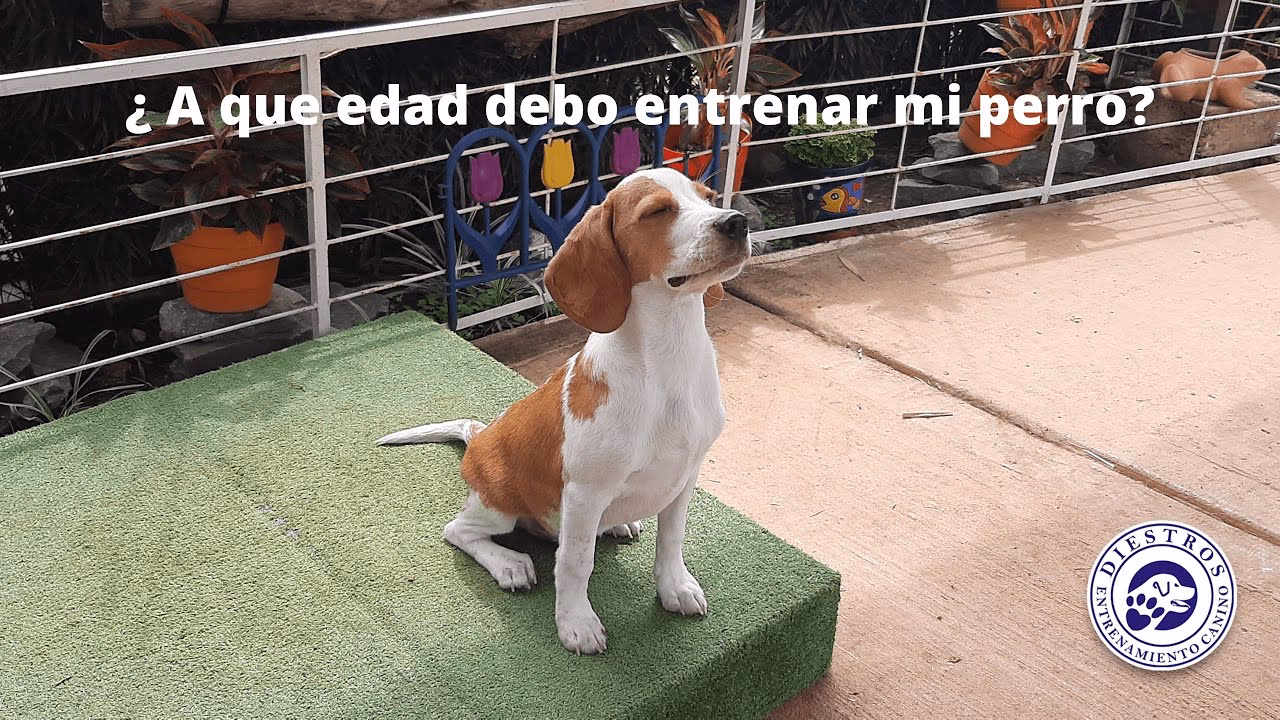 ¿Por qué es importante tener un cachorro?