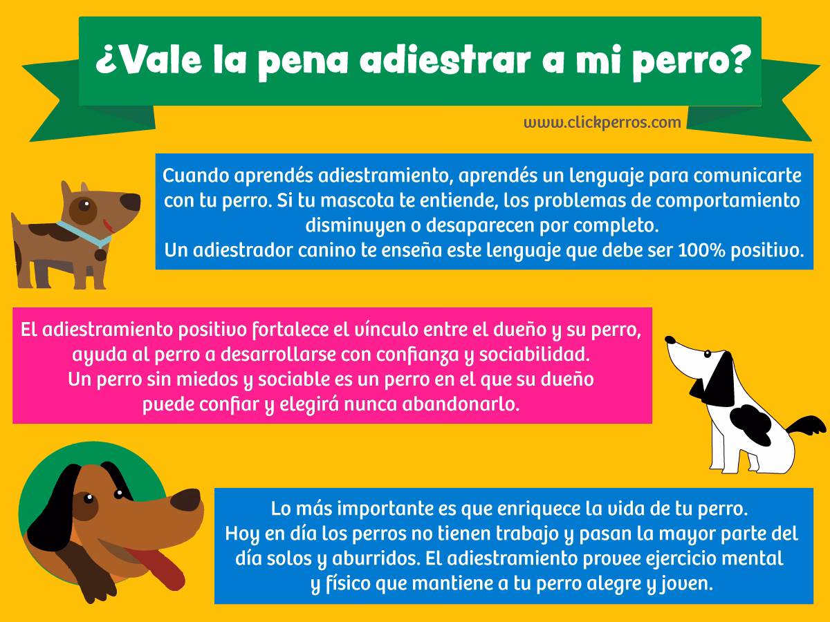 ¿Cómo adiestrar a un cachorro?