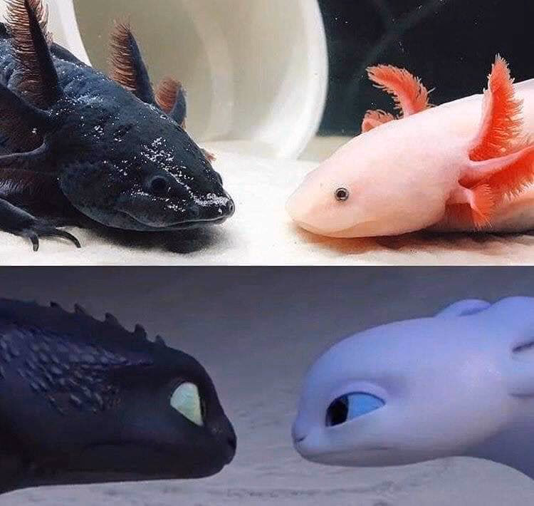 ¿Cómo olvidarse del aliento de Dragón cada vez que comes ajo?