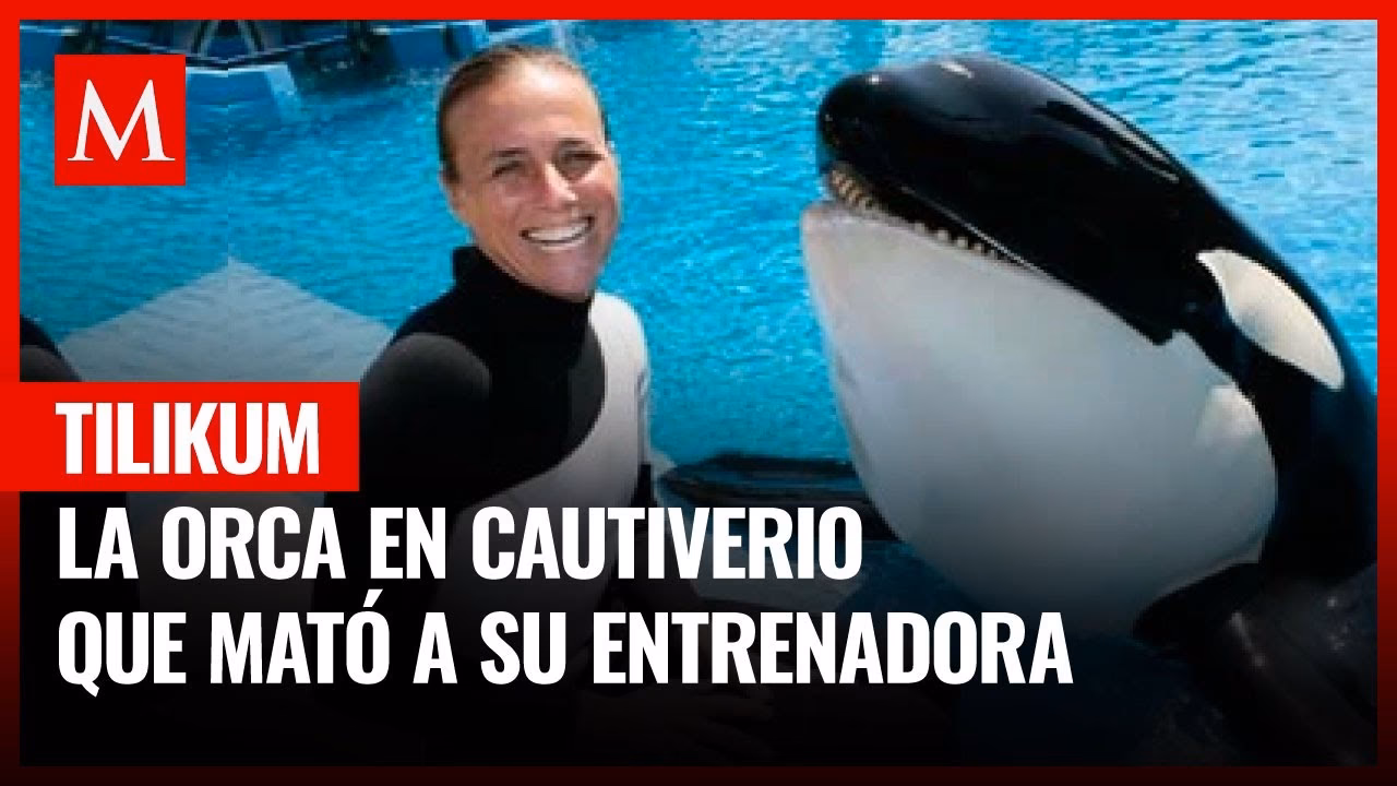 ¿Por qué las orcas atacan a sus entrenadores?