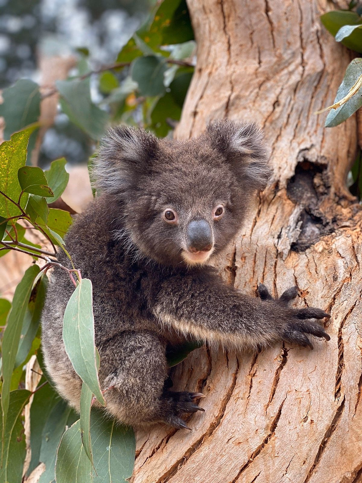 ¿Qué comen los koalas?