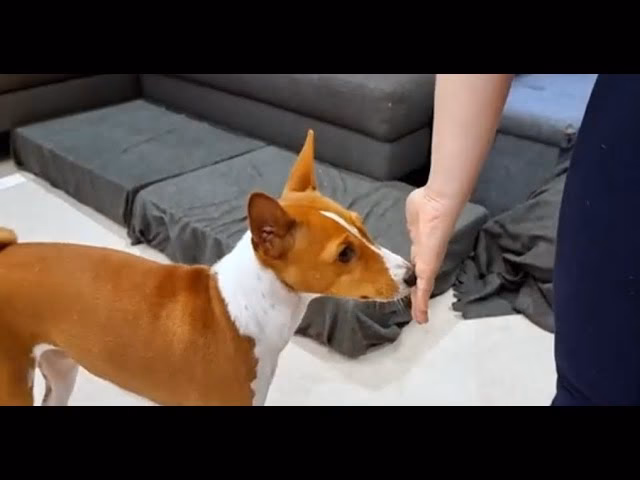 ¿Cómo educar al perro basenji?