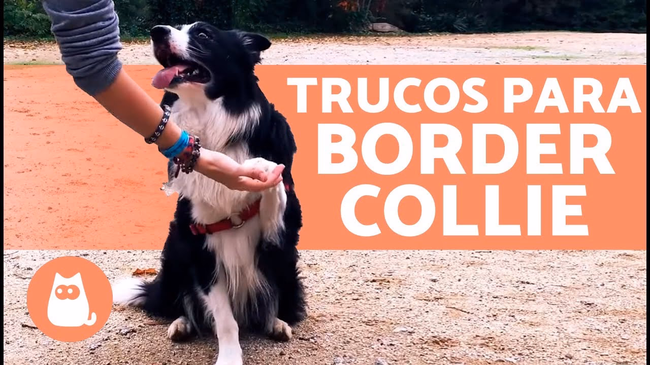 ¿Cómo ayudar a un Border Collie a desarrollar habilidades sociales?