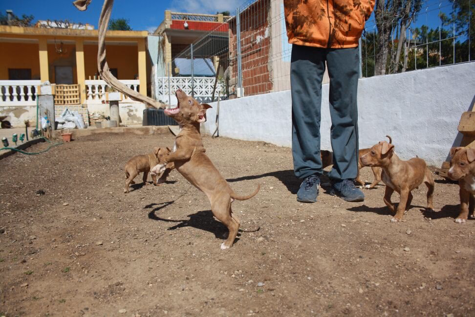 ¿Cómo cuidar a los perros de presa?