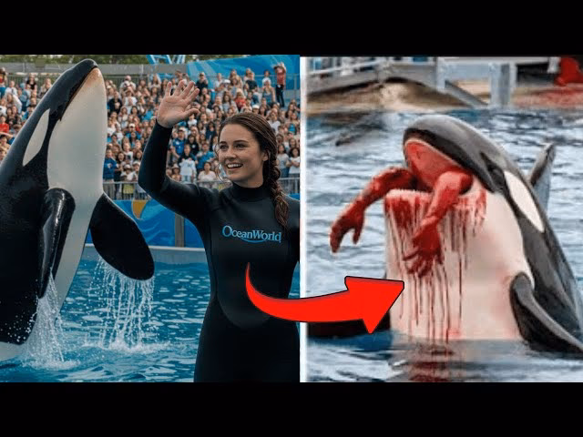 What is ORCA training?