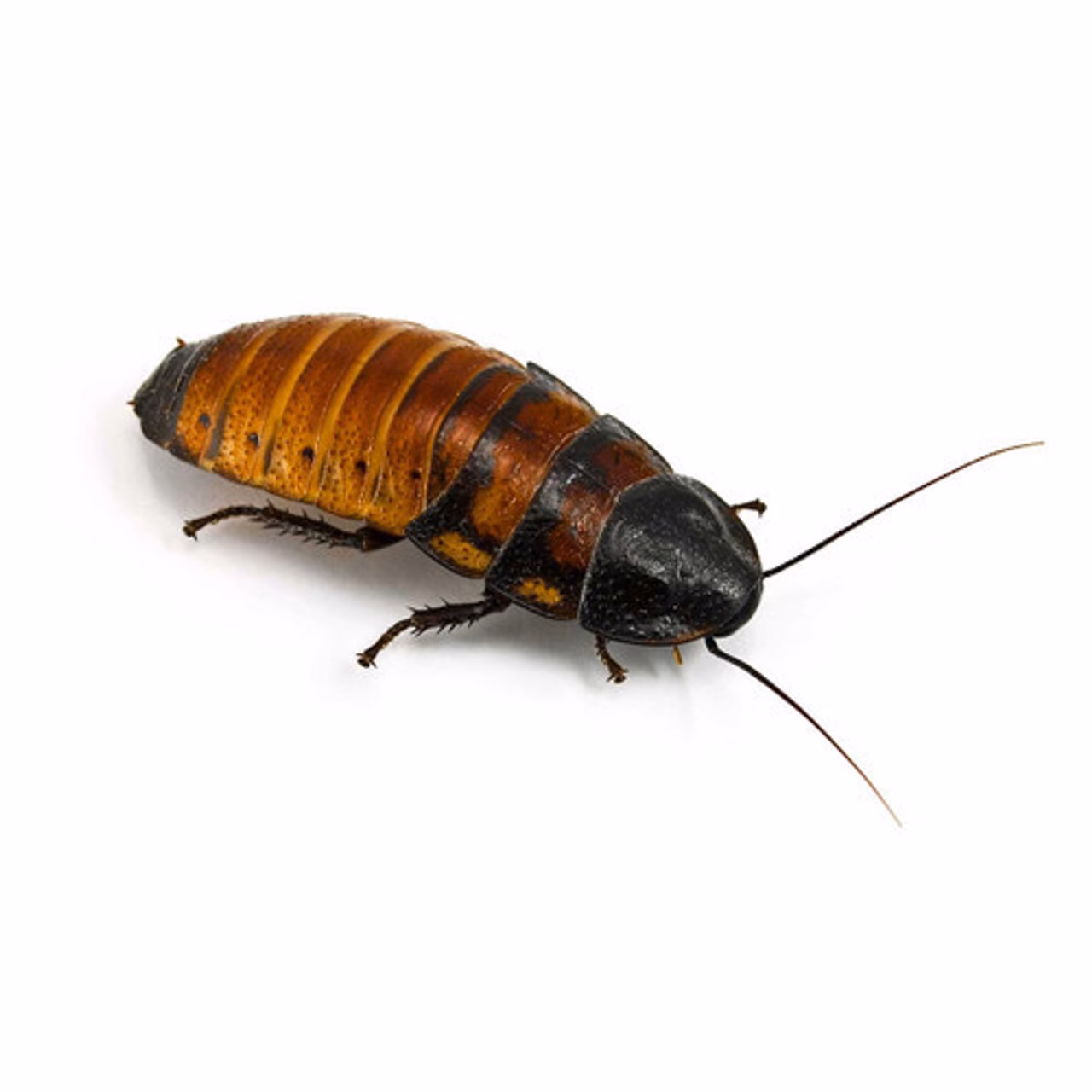 Are pest cockroaches a carrier of diseases?