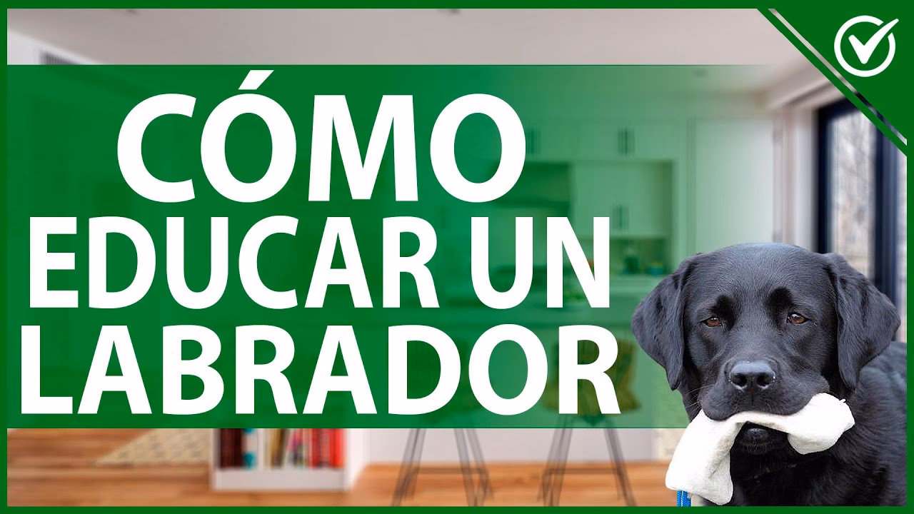 ¿Cómo son los perros de raza labrador retriever?