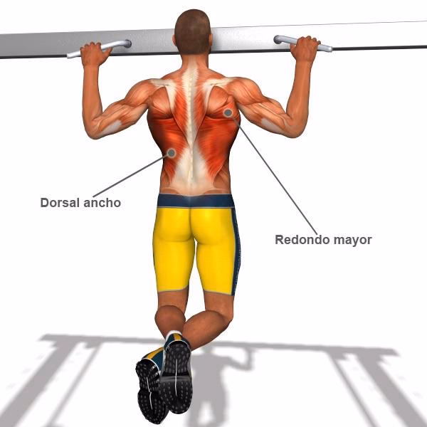 ¿Qué es el dorsal ancho?