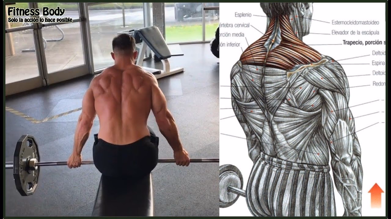 ¿Cómo aumentar el trabajo de los trapecios?