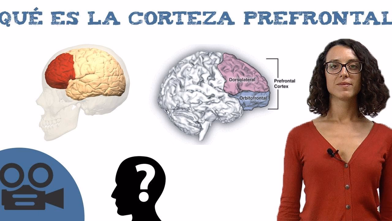 ¿Cómo ejercitar la corteza prefrontal?