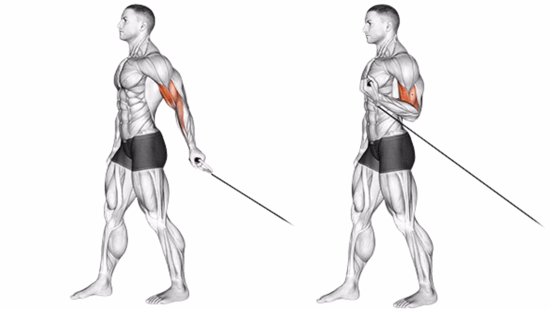¿Cuáles son los mejores ejercicios para fortalecer los bíceps?