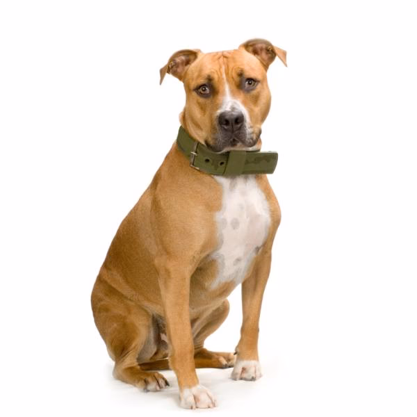 ¿Por qué es importante la cría de un American Stanford?