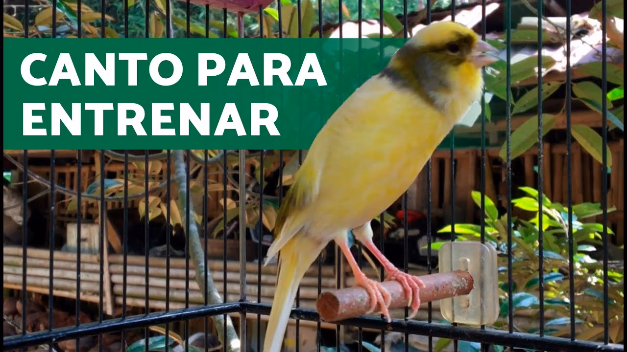 ¿Qué puede causar que un canario no cante?