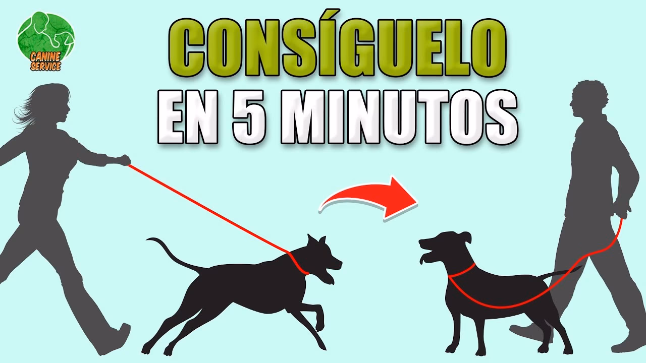 ¿Cómo entrenar a mi perro?