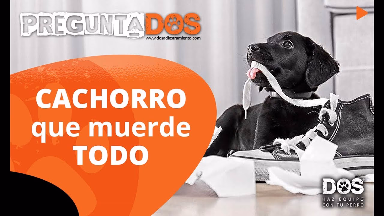 ¿Cómo entrenar a un perro adulto?