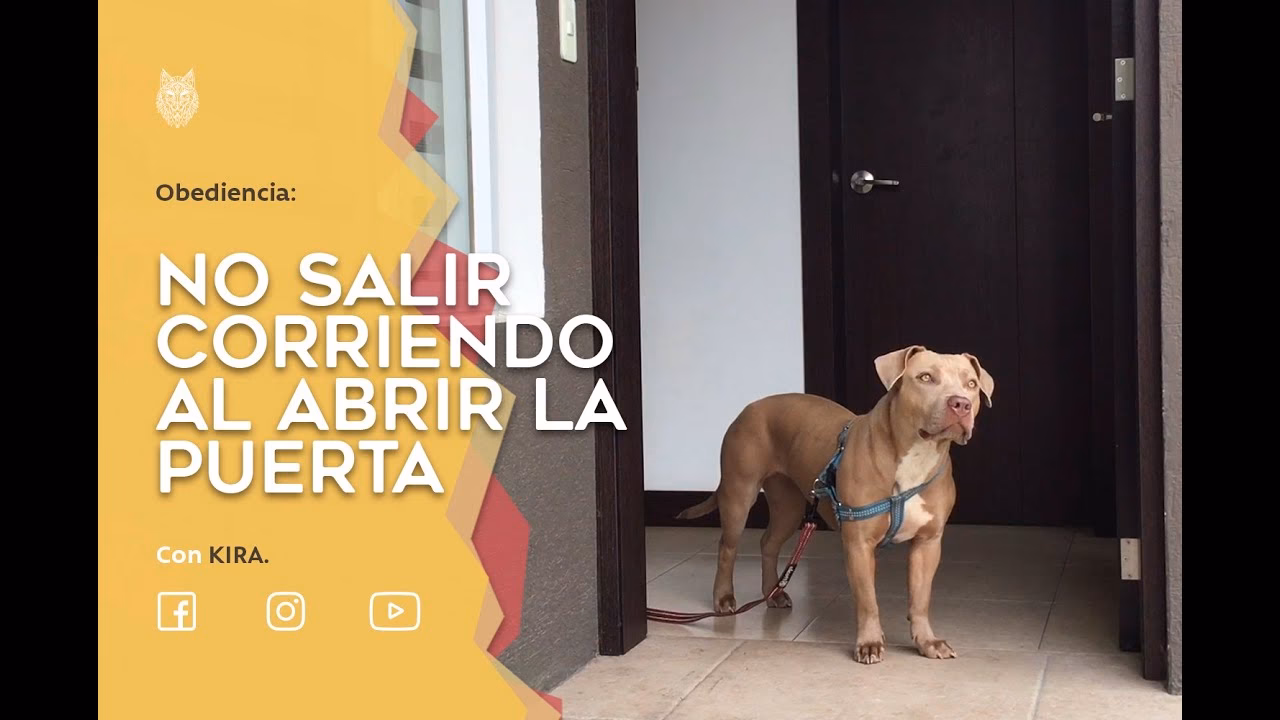¿Cómo entrenar a mi perro en casa?
