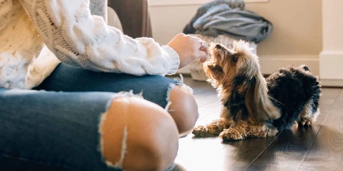 ¿Cómo ayudar a un perro con ansiedad?
