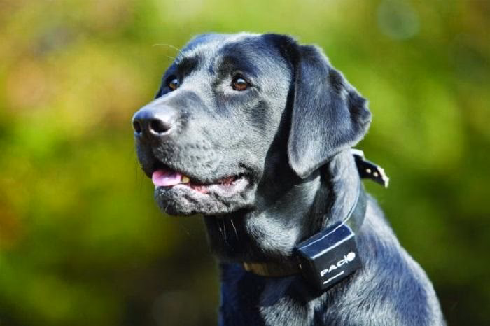 ¿Cuáles son los síntomas de sordera en perros?