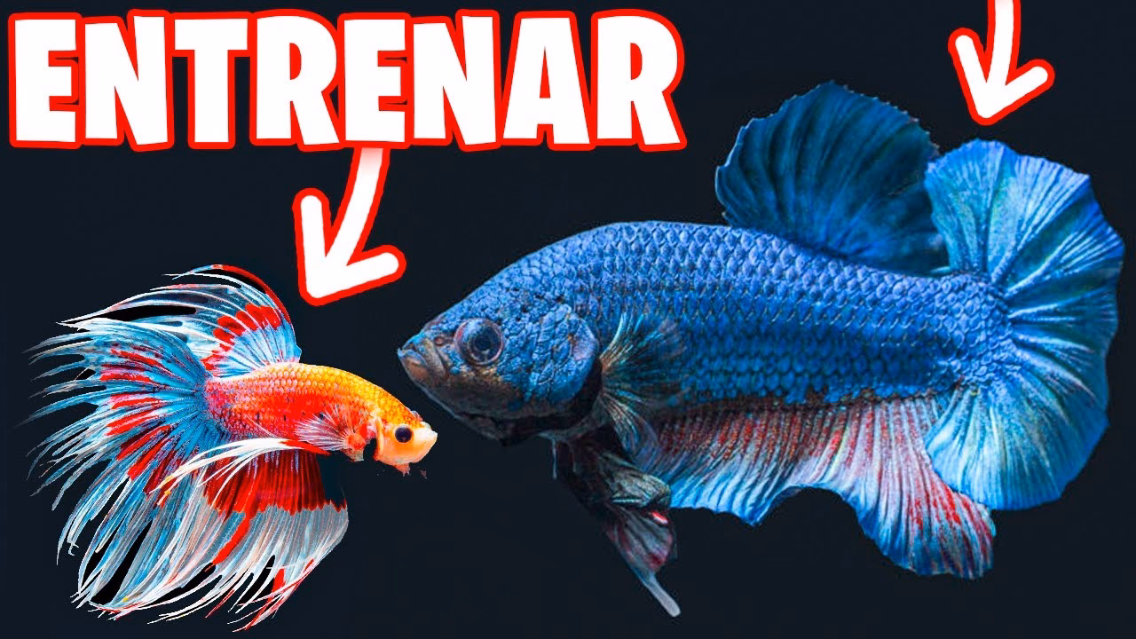 ¿Cuánto tiempo debo esperar antes de comer las bettas?