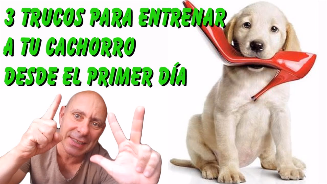 ¿Cómo adiestrar a un cachorro en casa?