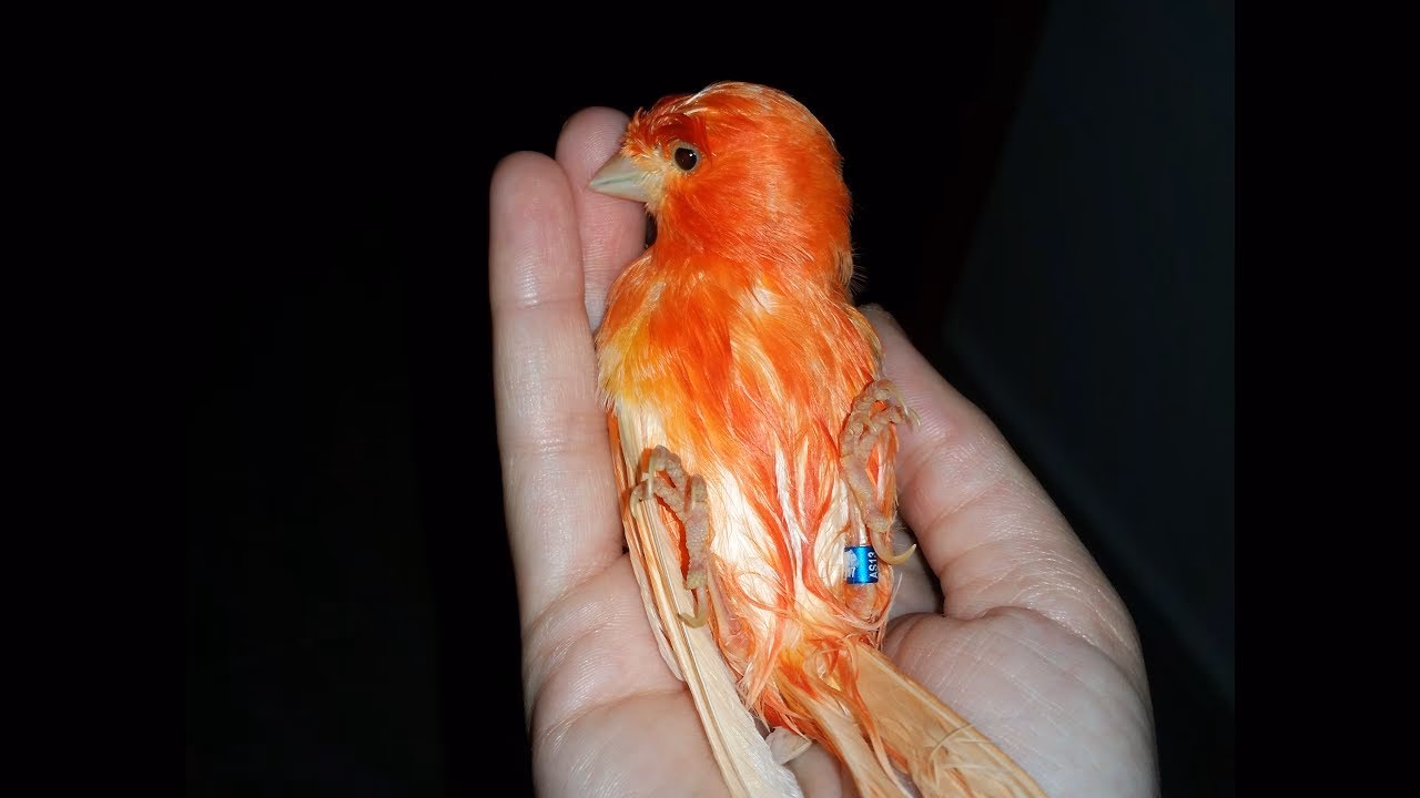 ¿Cómo enseñar a un canario a cantar?