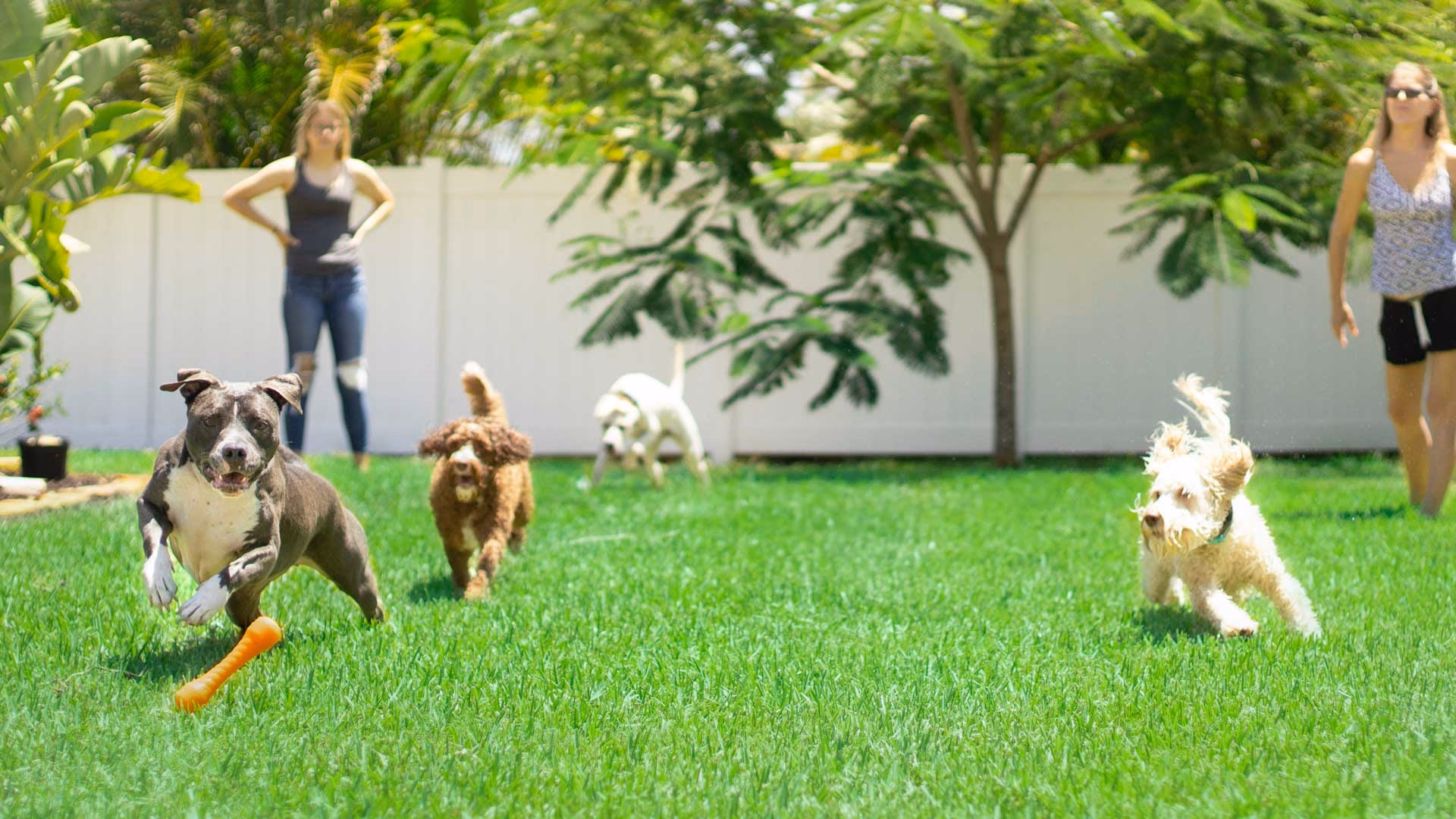 ¿Cómo cuidar a tu mascota exótica?