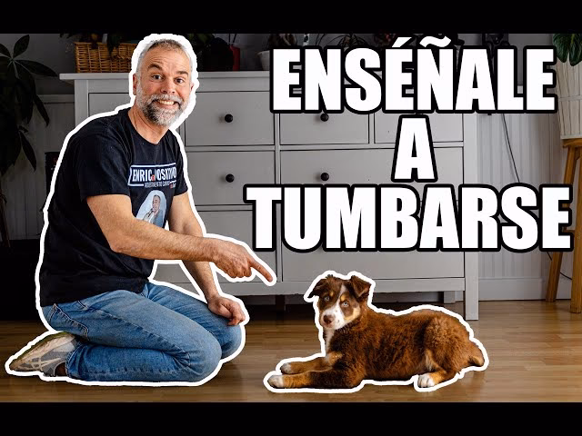 ¿Cómo adiestrar a un perro?