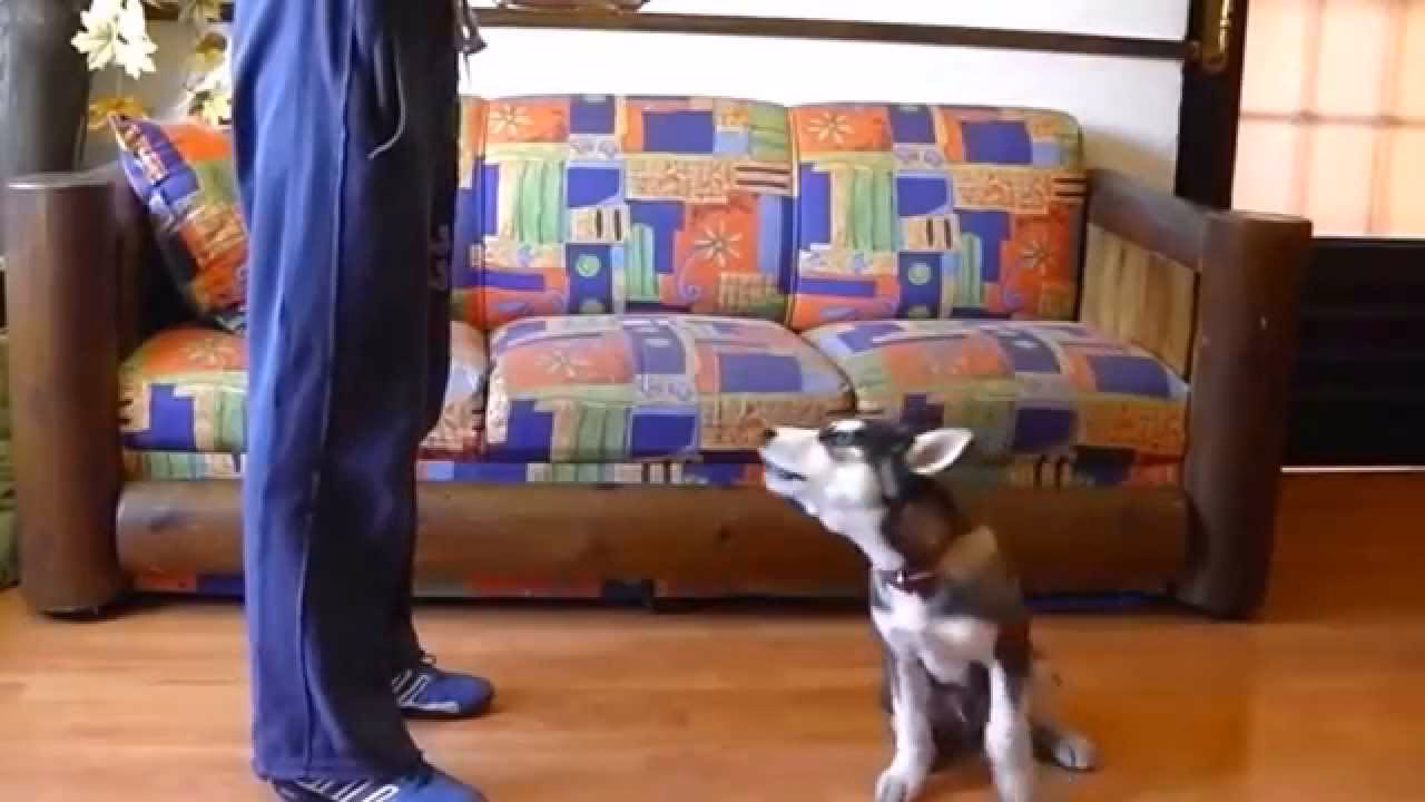 ¿Cómo entrenar a un husky siberiano?