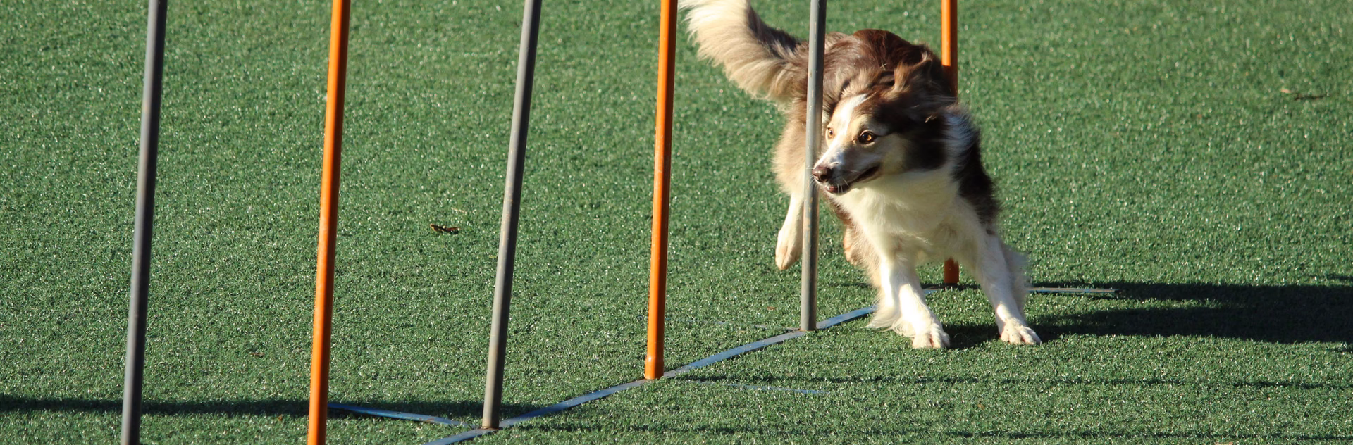 ¿Cómo entrenar a un perro?