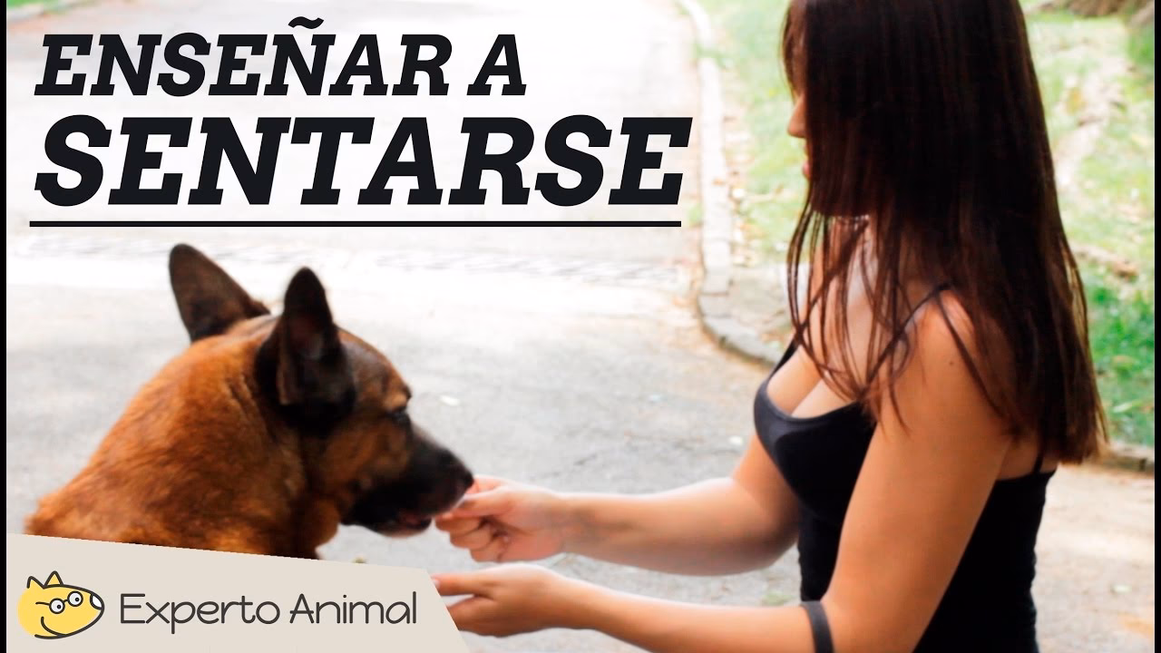 ¿Cómo evitar que un perro se siente con golosinas?