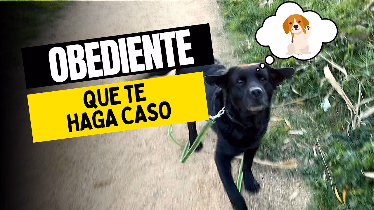 ¿Cómo aceptar a un nuevo compañero de perro?
