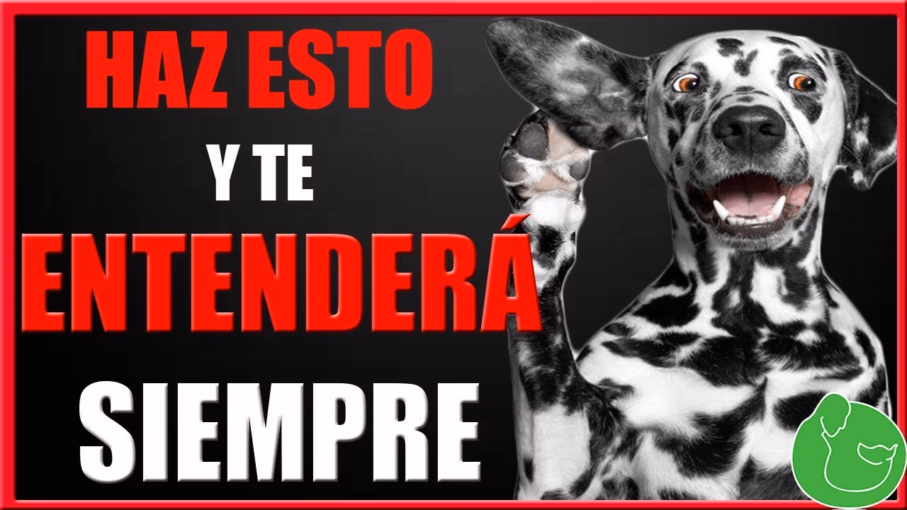 ¿Cómo lograr que mi perro nos haga caso de manera consistente?