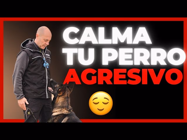 ¿Cómo afecta la agresividad canina a los perros?