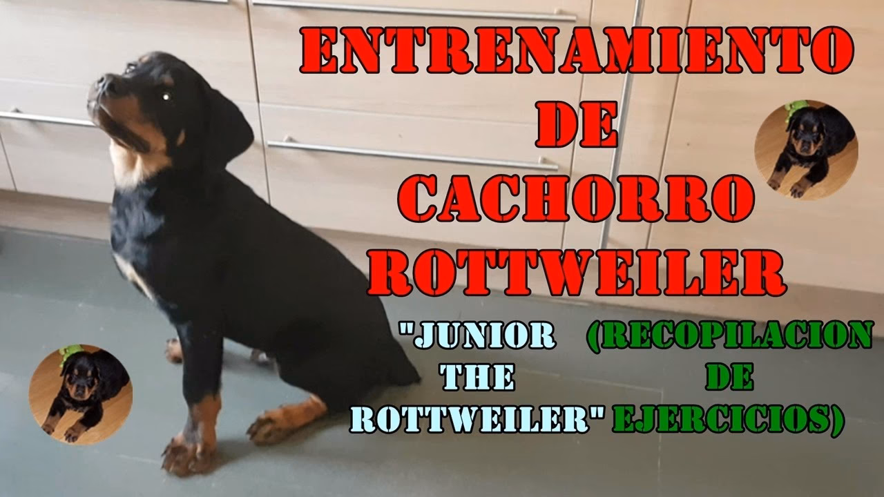 ¿Cuánto pesa un rottweiler?