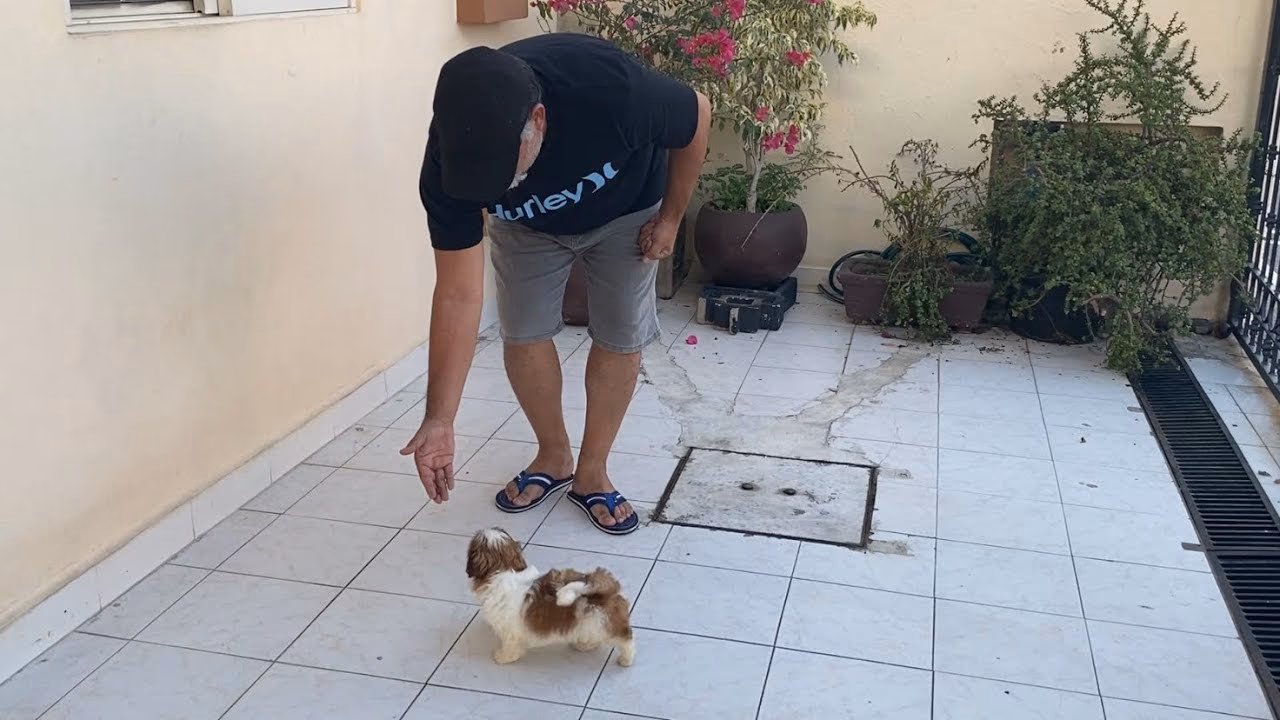 ¿Cómo puede un Shih Tzu superar su tendencia a ser tercos?