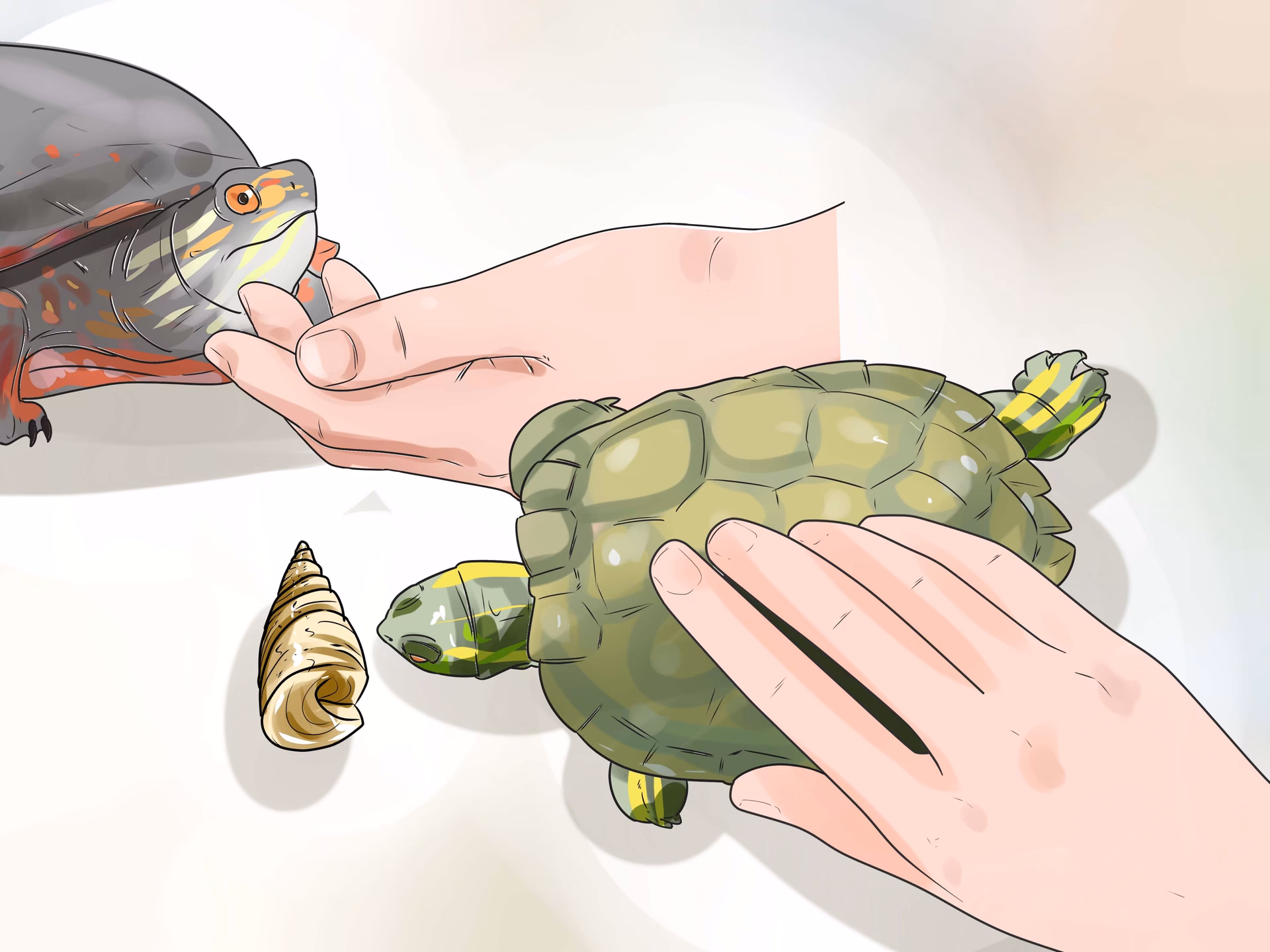 ¿Cómo cuidar a una tortuga de tierra?