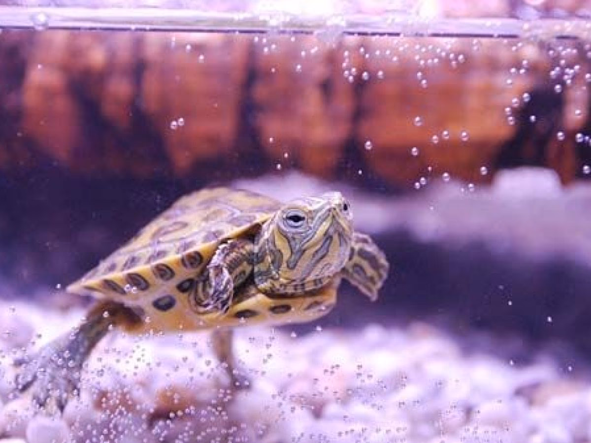 ¿Cómo montar una tortuga?