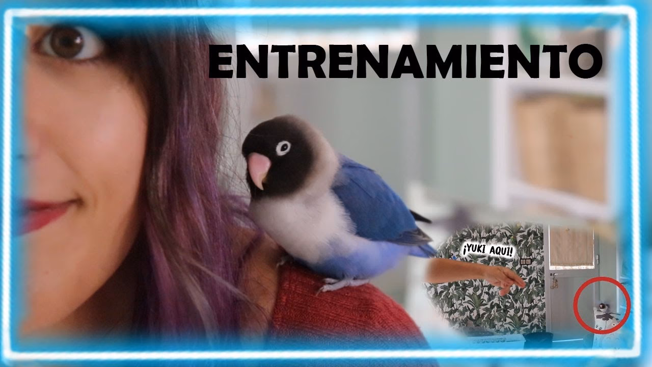 ¿Cómo familiarizar a los agapornis?