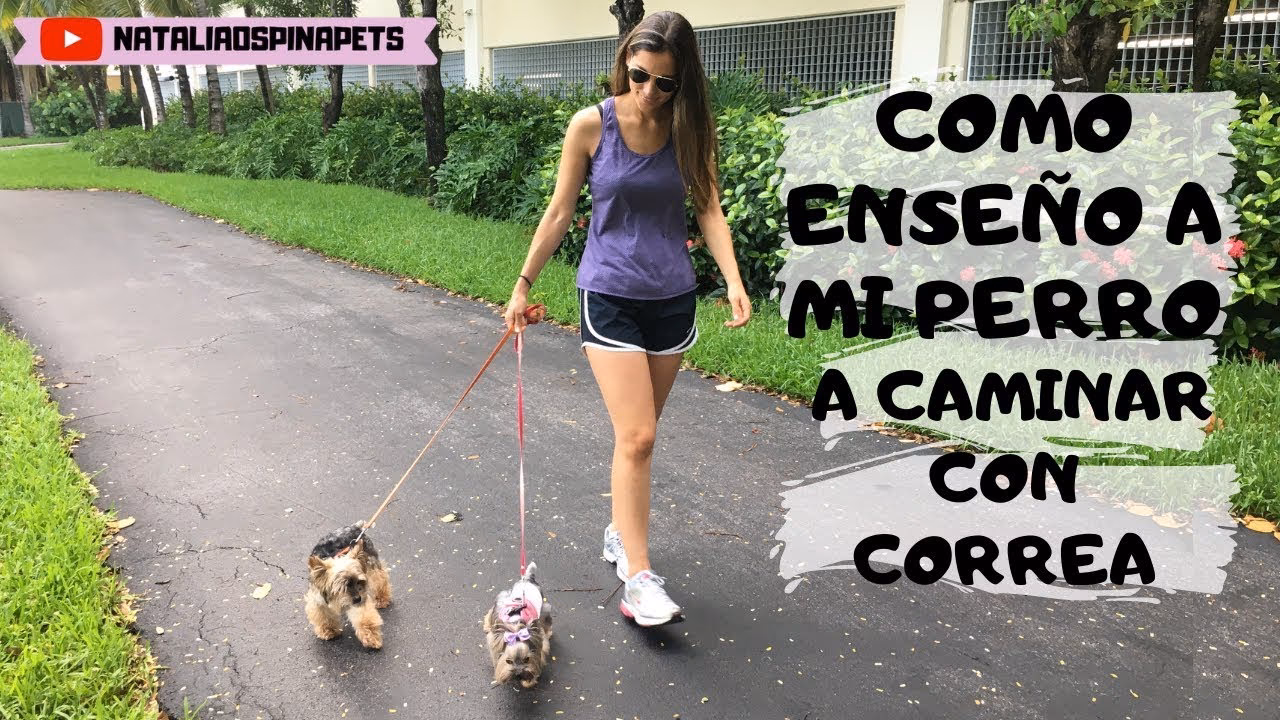 ¿Cómo enseñar a los cachorros a andar de la correa y la flexi?