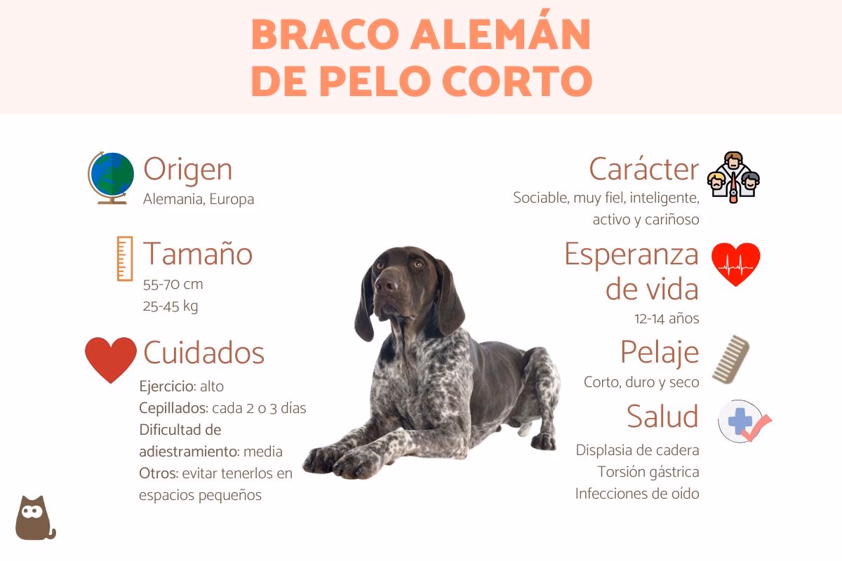 ¿Cómo entrenar a un cachorro de pastor alemán?
