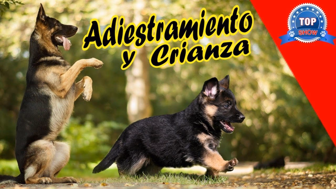 ¿Cuándo empiezas a entrenar a un pastor alemán?