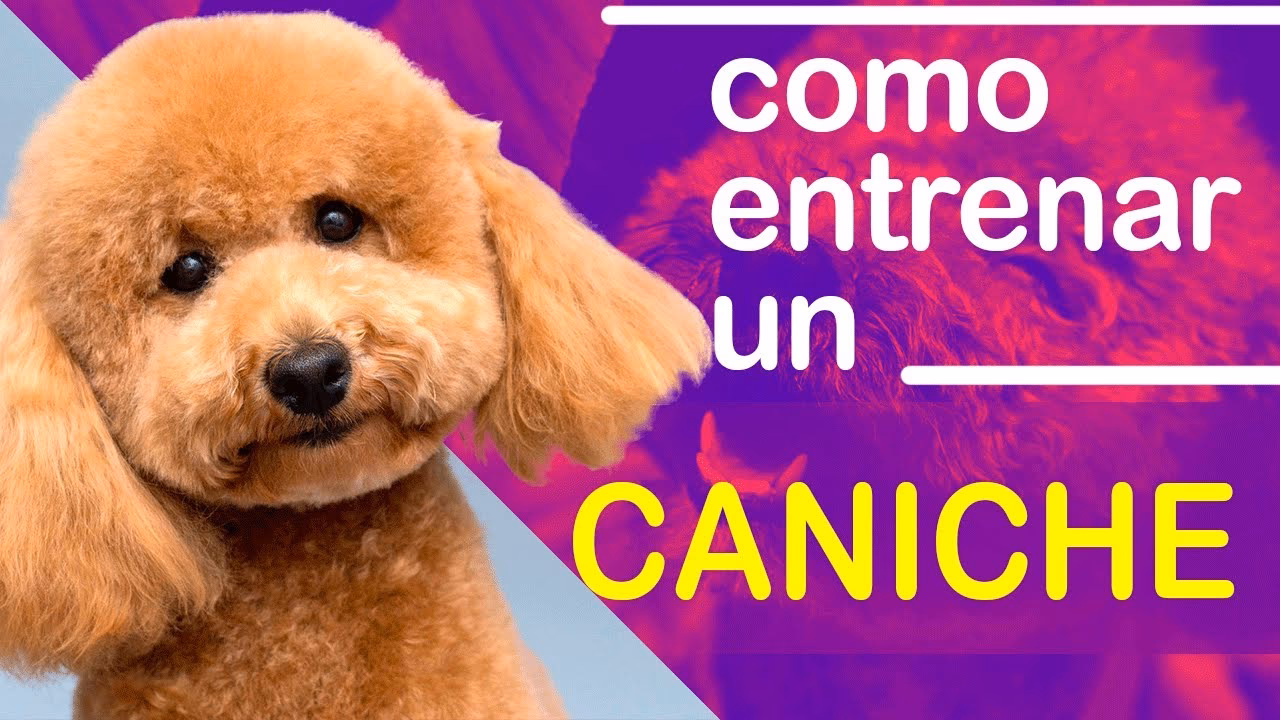 ¿Cómo entrenar a un caniche toy?
