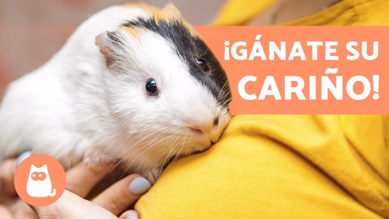 ¿Cómo llegar a el cuyo en transporte público?