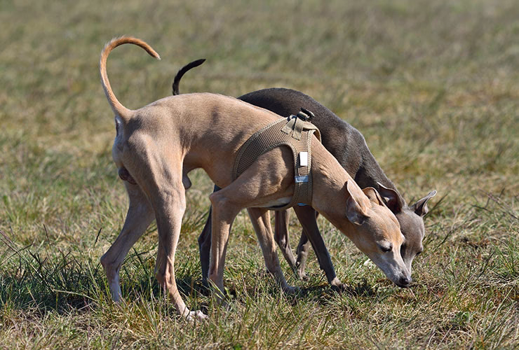 ¿Cómo adiestrar a tu galgo?