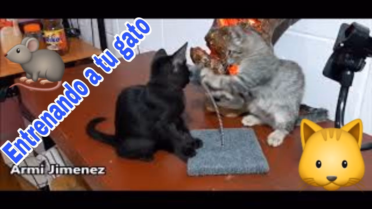 ¿Cuánto tiempo demora un gato en cazar un ratón?