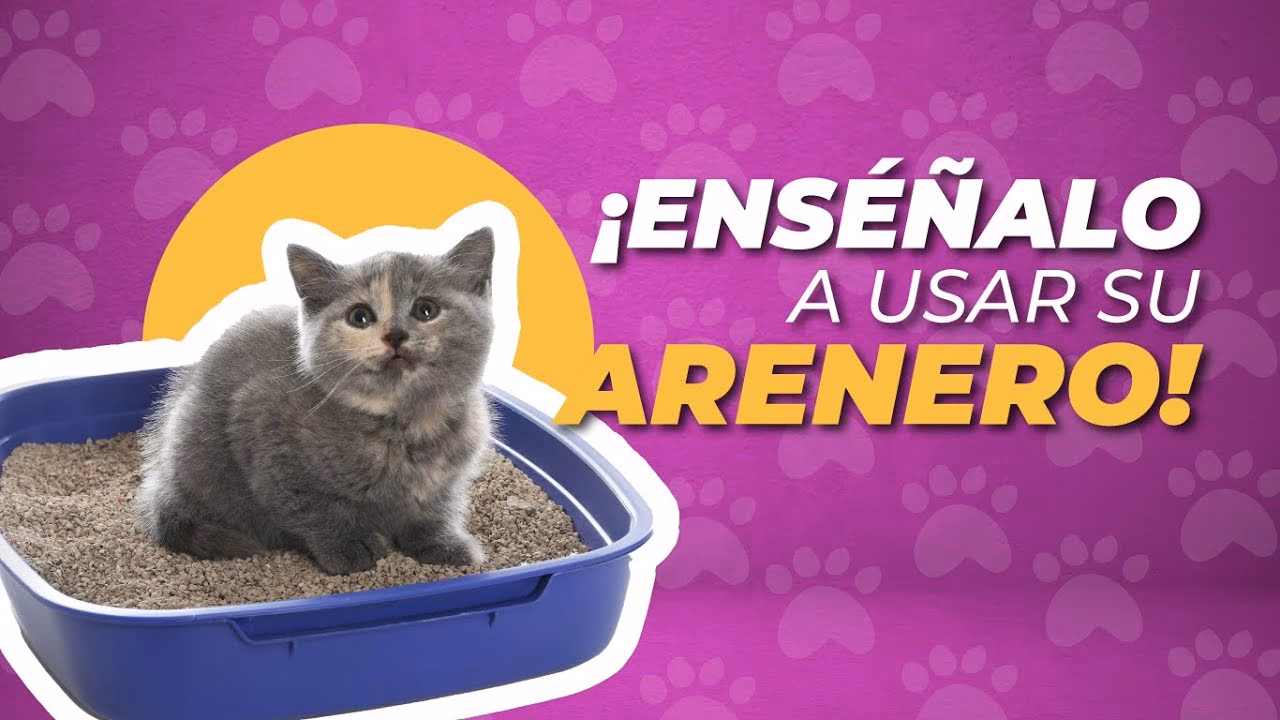¿Cómo se puede familiarizar al gato con el arenero?
