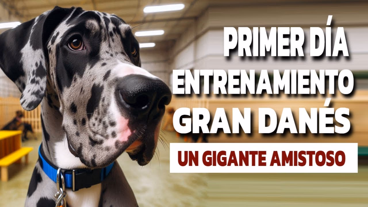 ¿Cuáles son las primeras enseñanzas para el Gran Danés?