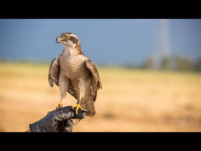 ¿Cuándo migran los halcones peregrinos?