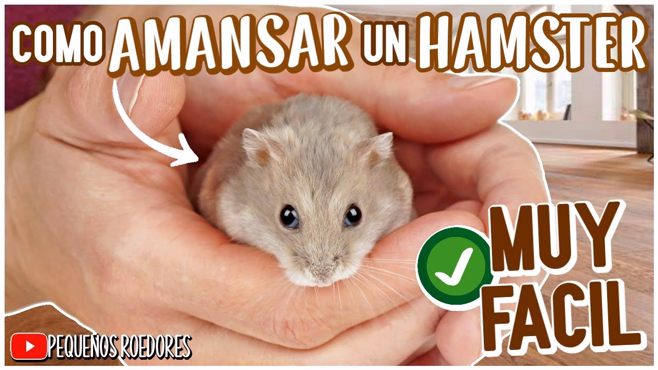 ¿Cómo combatir a un hámster?
