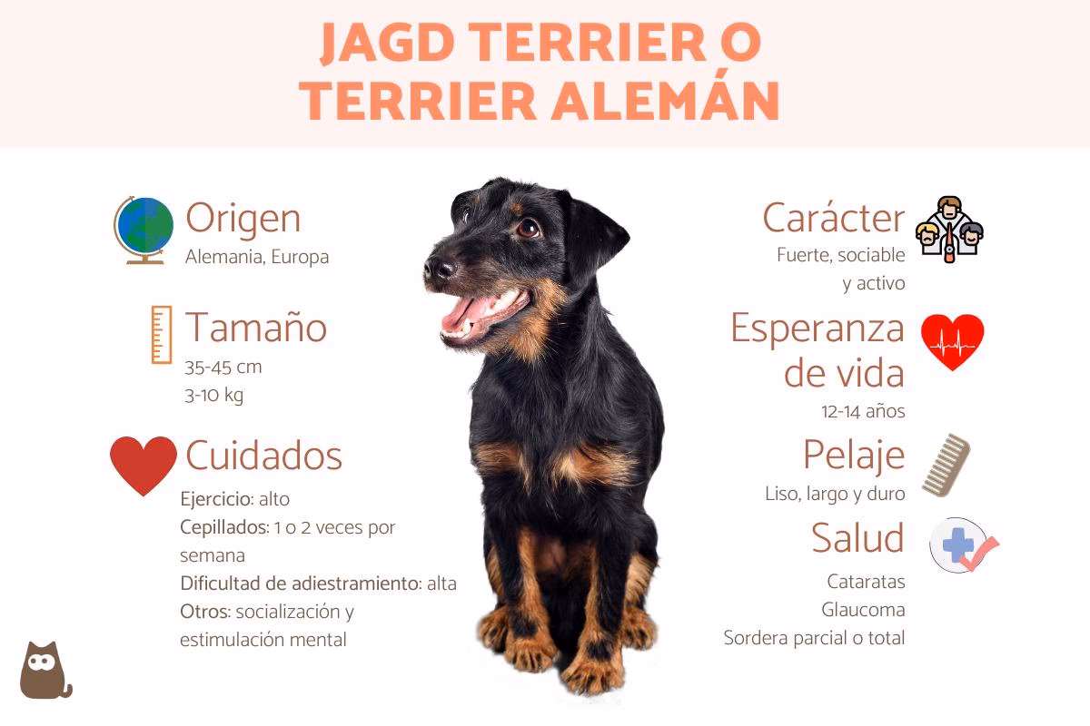 ¿Cómo puedo jadear como un perro?